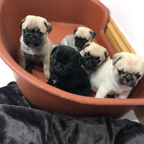 Pugs near me - Find Pug puppies for saleNear New Hampshire. Find Pug puppies for sale. Smart and playful with a short muzzle and expressive eyes, the Pug’s low-key lifestyle makes them perfect city dogs. Once the companions of Chinese royalty, their distinct faces are complemented by sweet demeanors. Learn more.